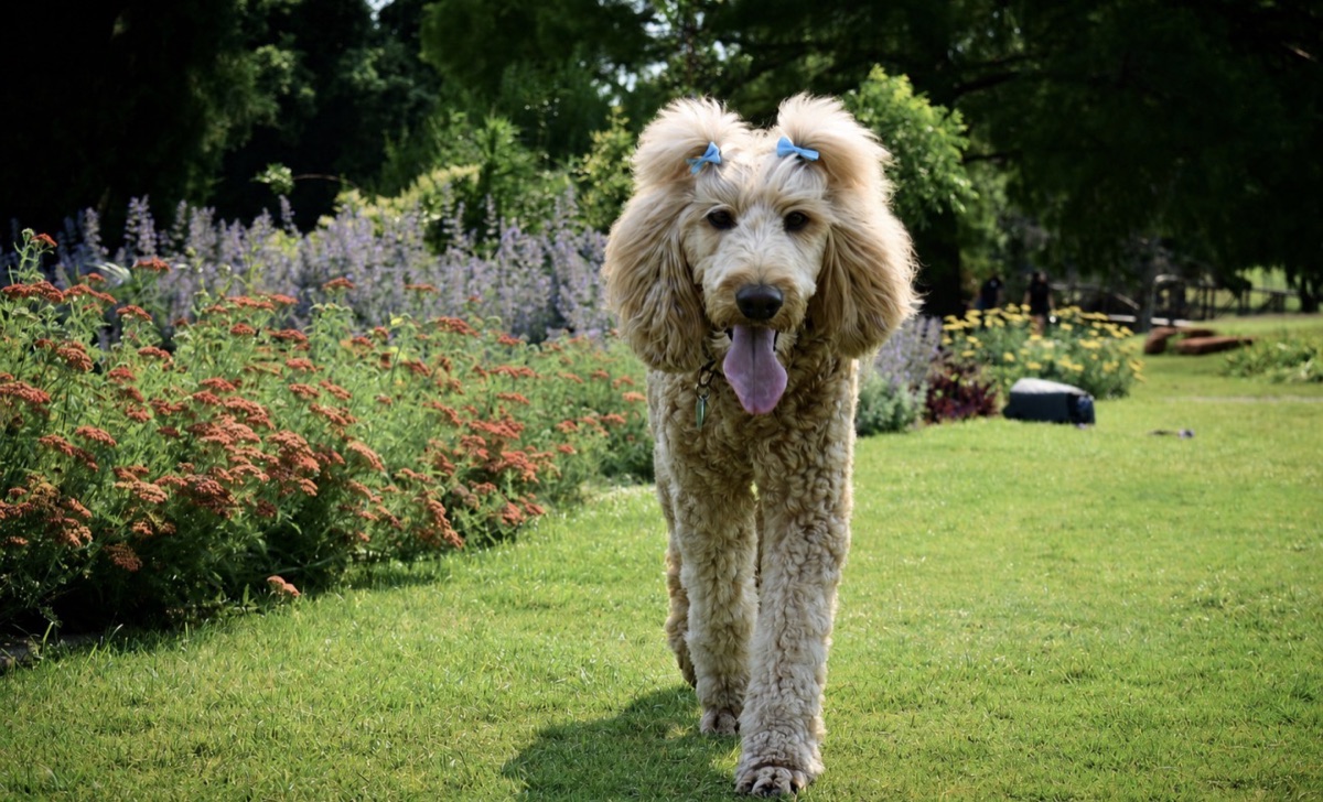 Penny, the Best Pest family's goldendoodle, on a healthy green lawn — a picture of all-natural, pet-safe pest control