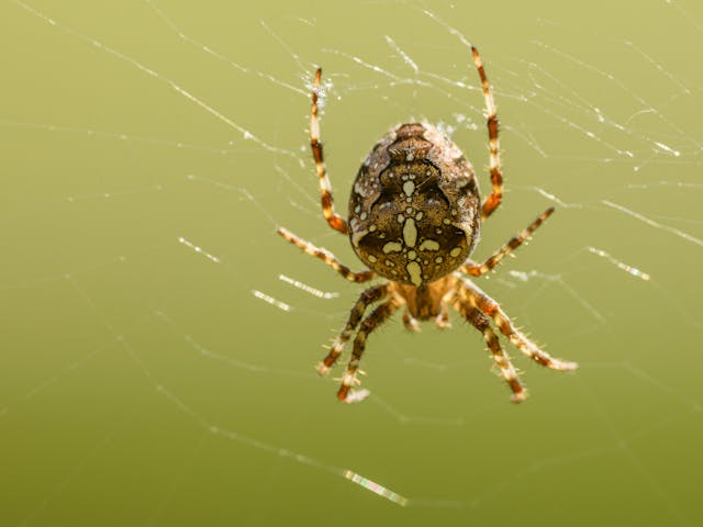 An orb-weaver spider on its web, common around Coeur d'Alene and the North Idaho lakes