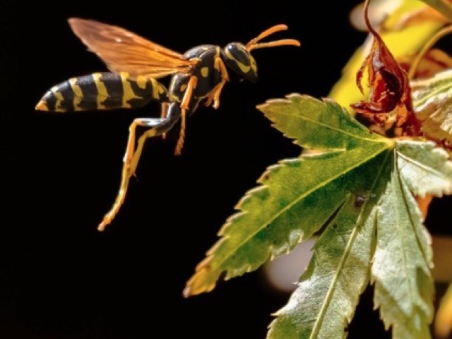 A paper wasp in flight — a common deck and backyard pest in North Idaho summers